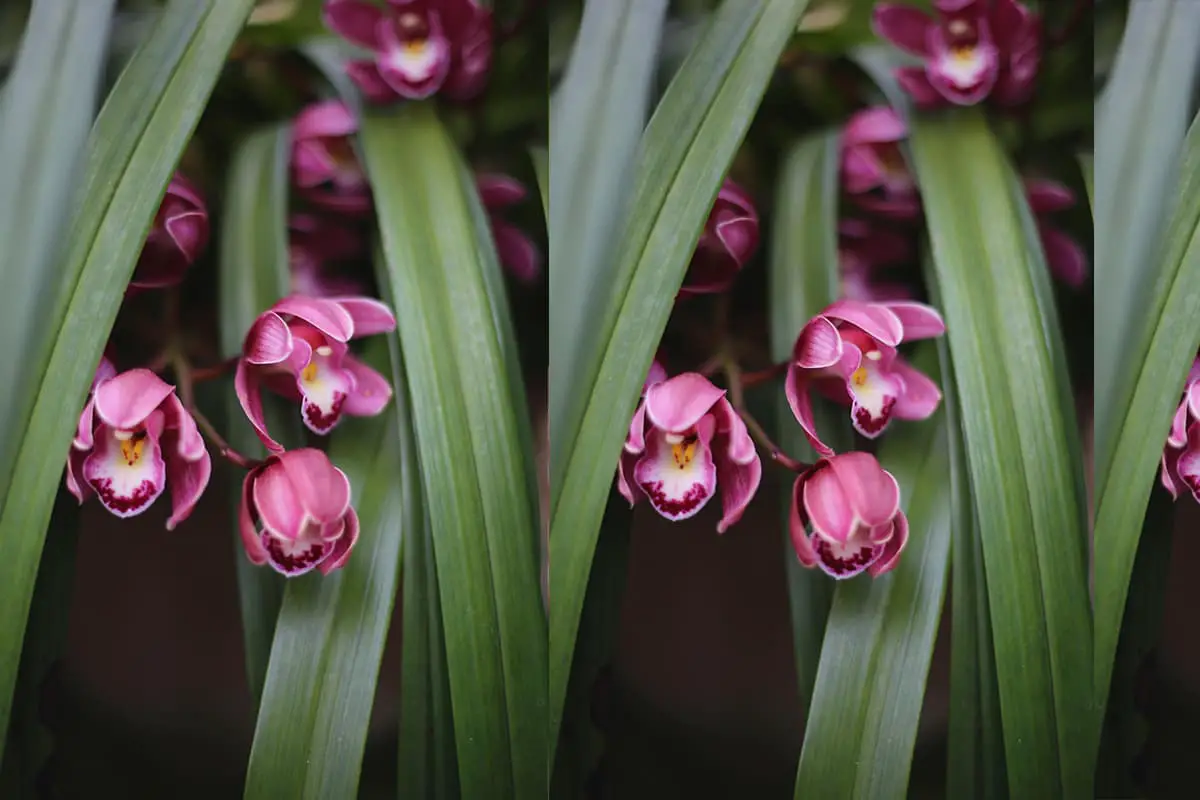 Cymbidium hybridum