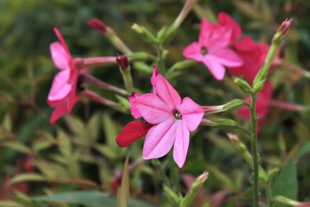 Nicotiana alata