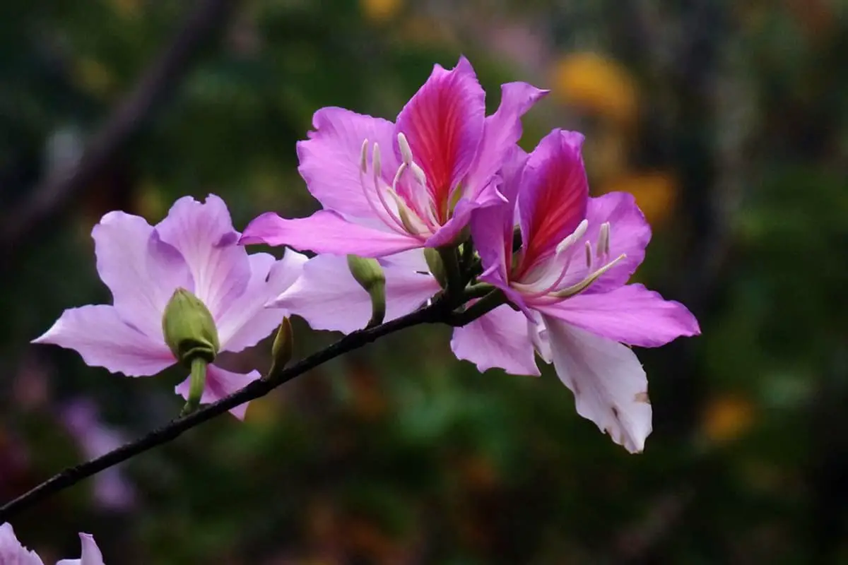 Bauhinia purpurea
