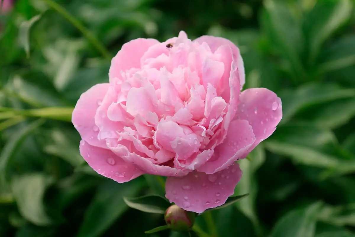 Papaver rhoeas