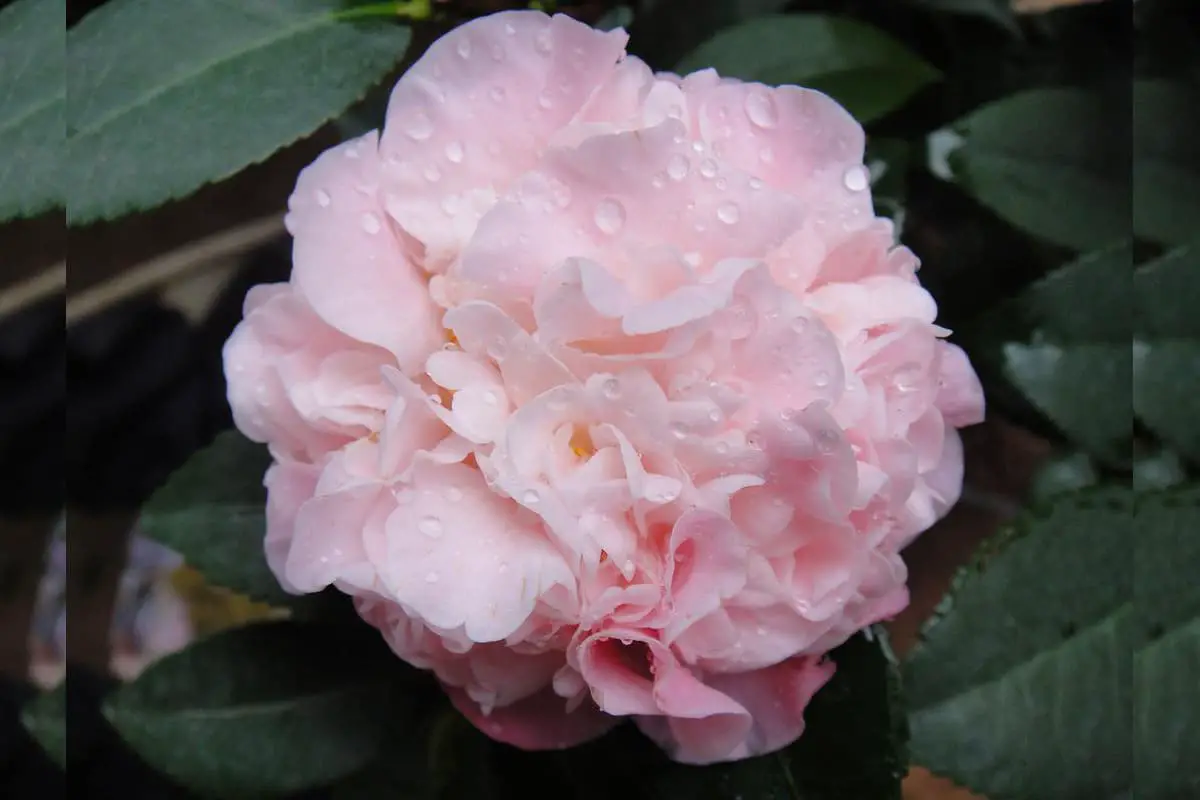 Rhododendron anthopogonoides