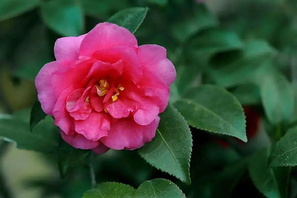 Camellia japonica 'Unryu’