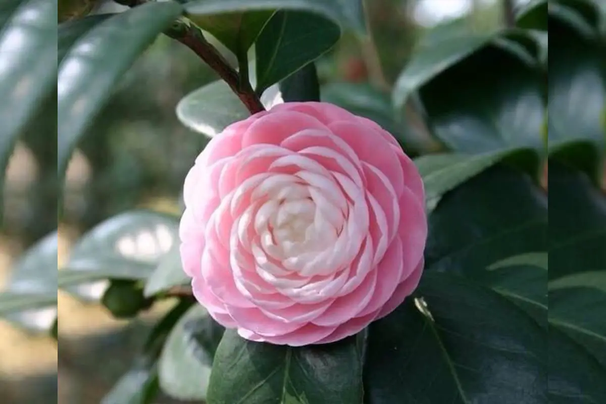 Dehua Eighteen Scholars Camellia