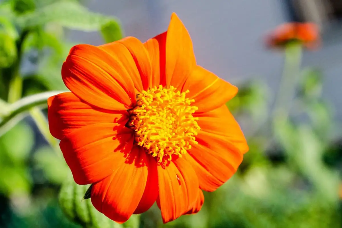 Helianthus annuus 'Matahari Oranye'