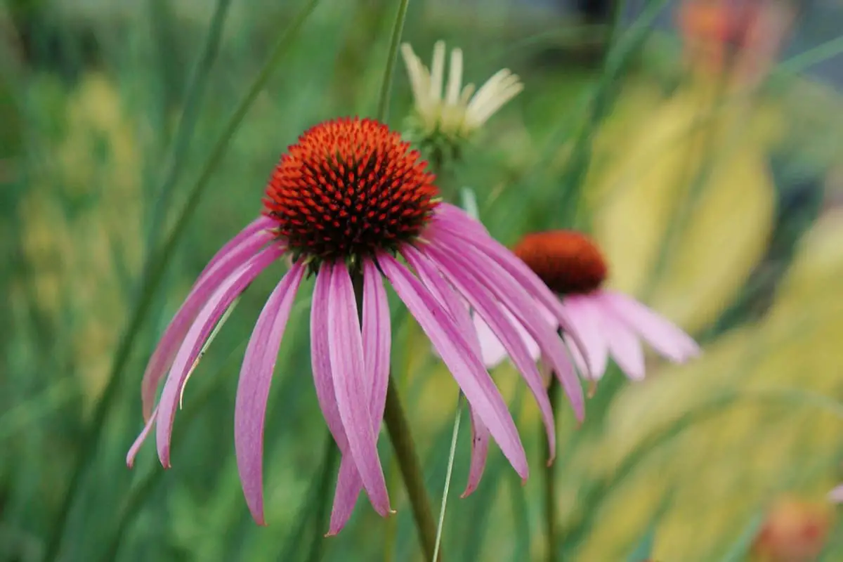 Sonnenhut (Echinacea purpurea)