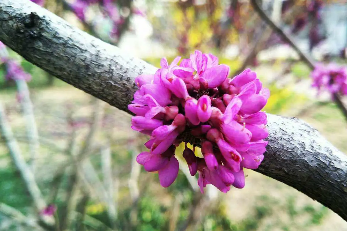 Osmanthus fragrans 'Mantiaohong’