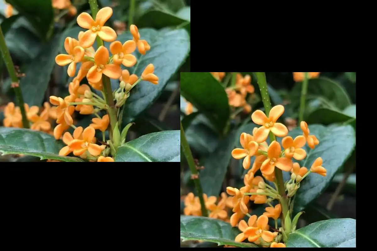 Osmanthusfragrans'Tian Xiang Taige'