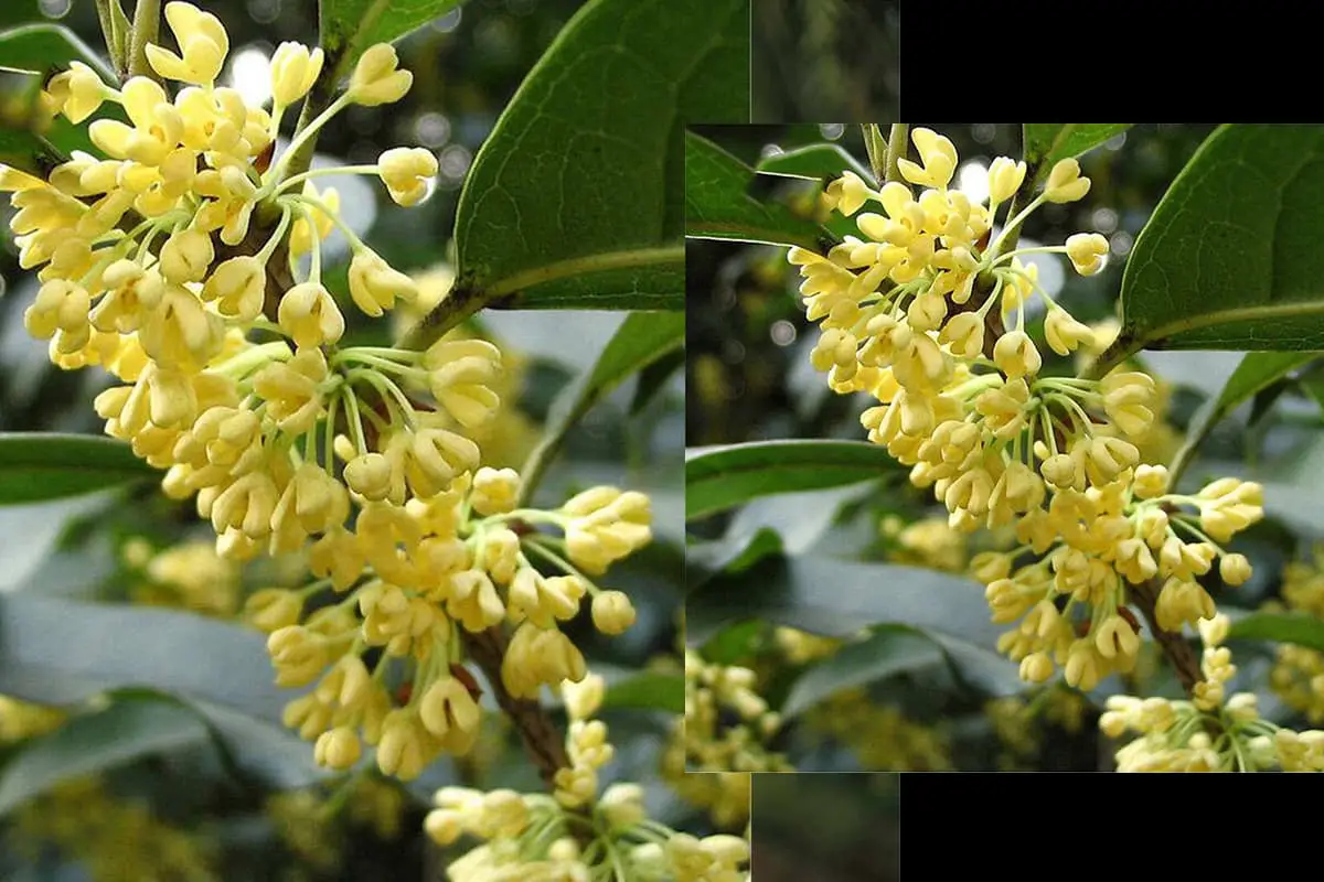 Osmanthus fragrans cv.'rixianggui’