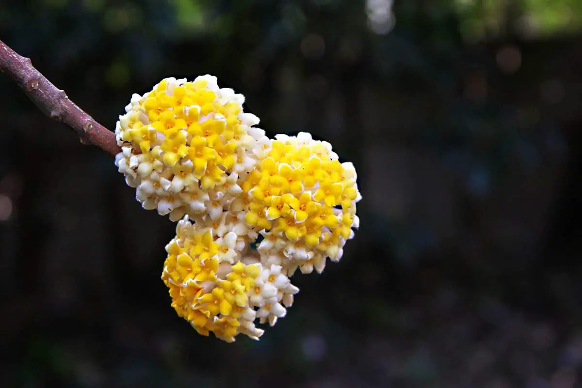 Edgeworthia Chrysantha 