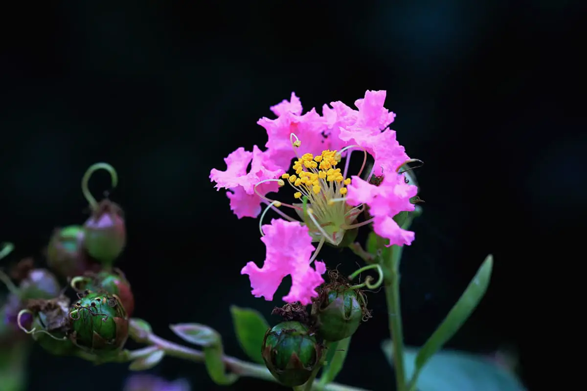 Lagerstroemia Indica