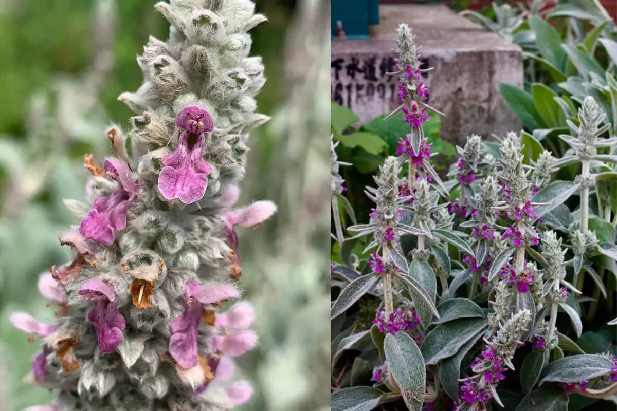 Lavandula Lanata