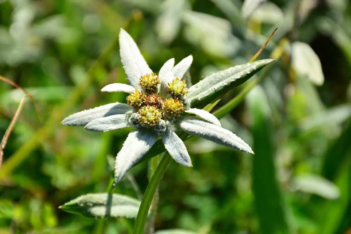 Leontopodium Leontopodioides