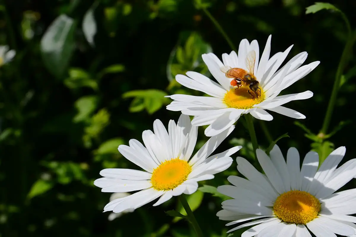 Leucanthemum Maximum