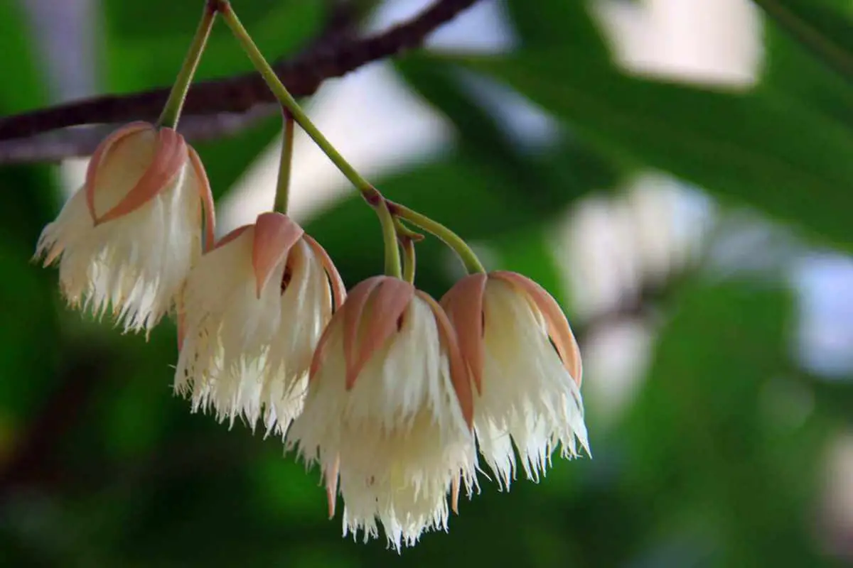 Elaeocarpus Hainanensis