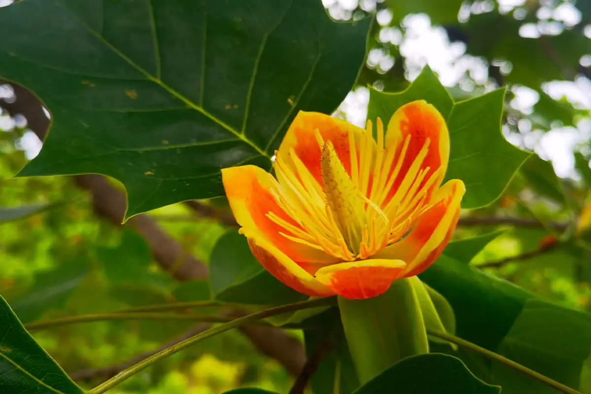 Liriodendron Chinense