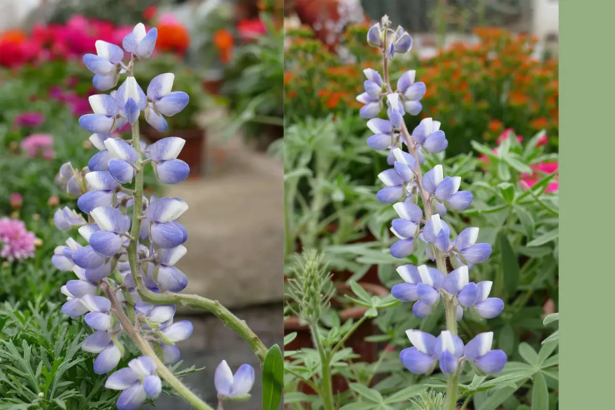 Lupinus Micranthus