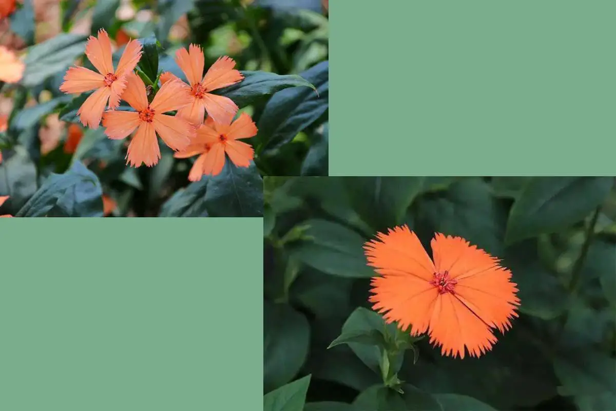 Lychnis Coronata