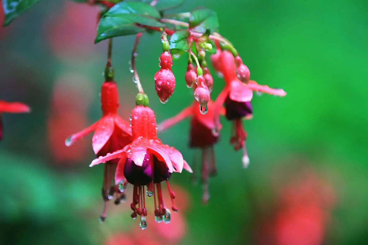 Enkianthus quinqueflorus