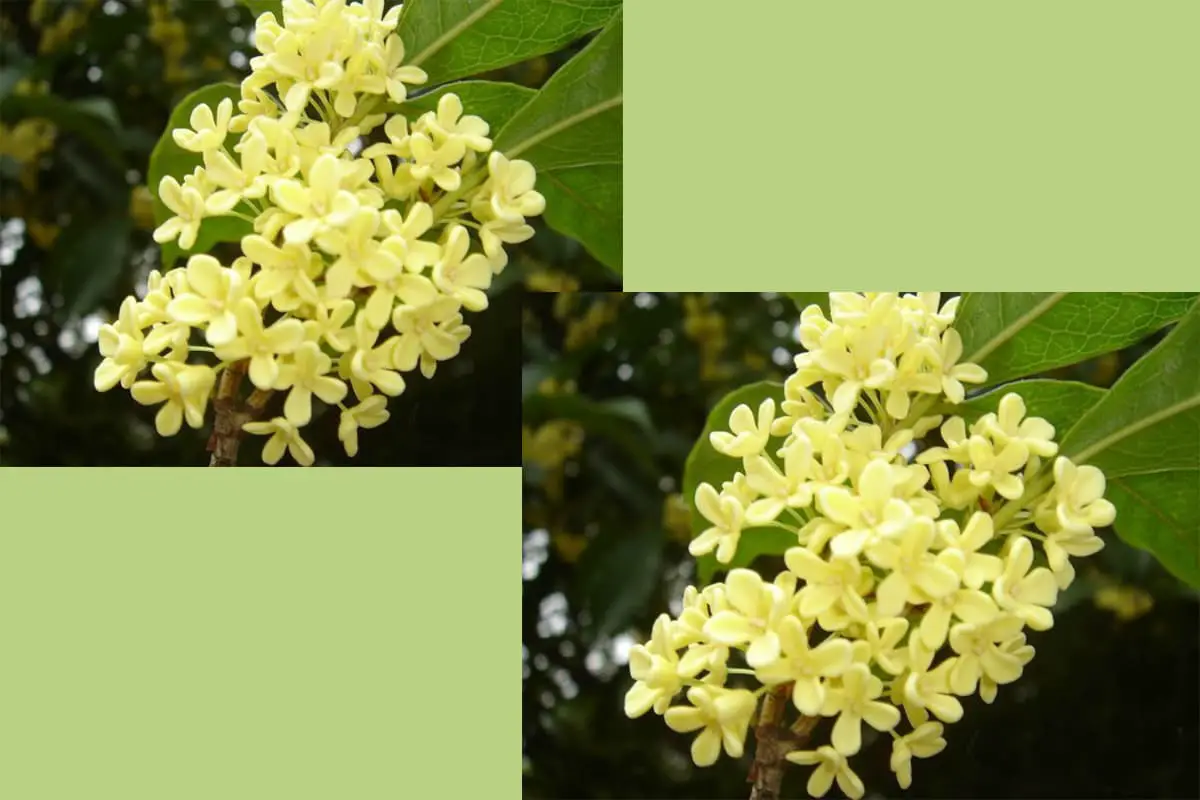 Osmanthus Fragrans "Qiu Gui