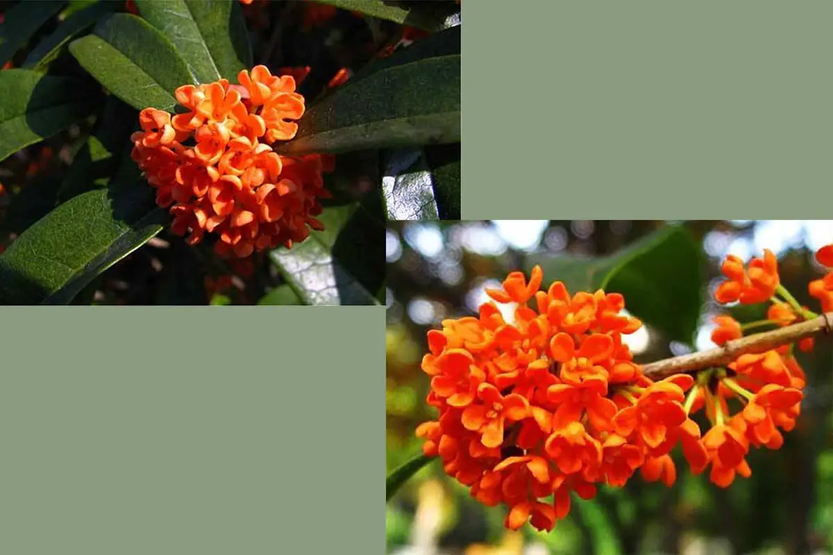 Osmanthus Fragrans 'Zhuang Yuan Hong’