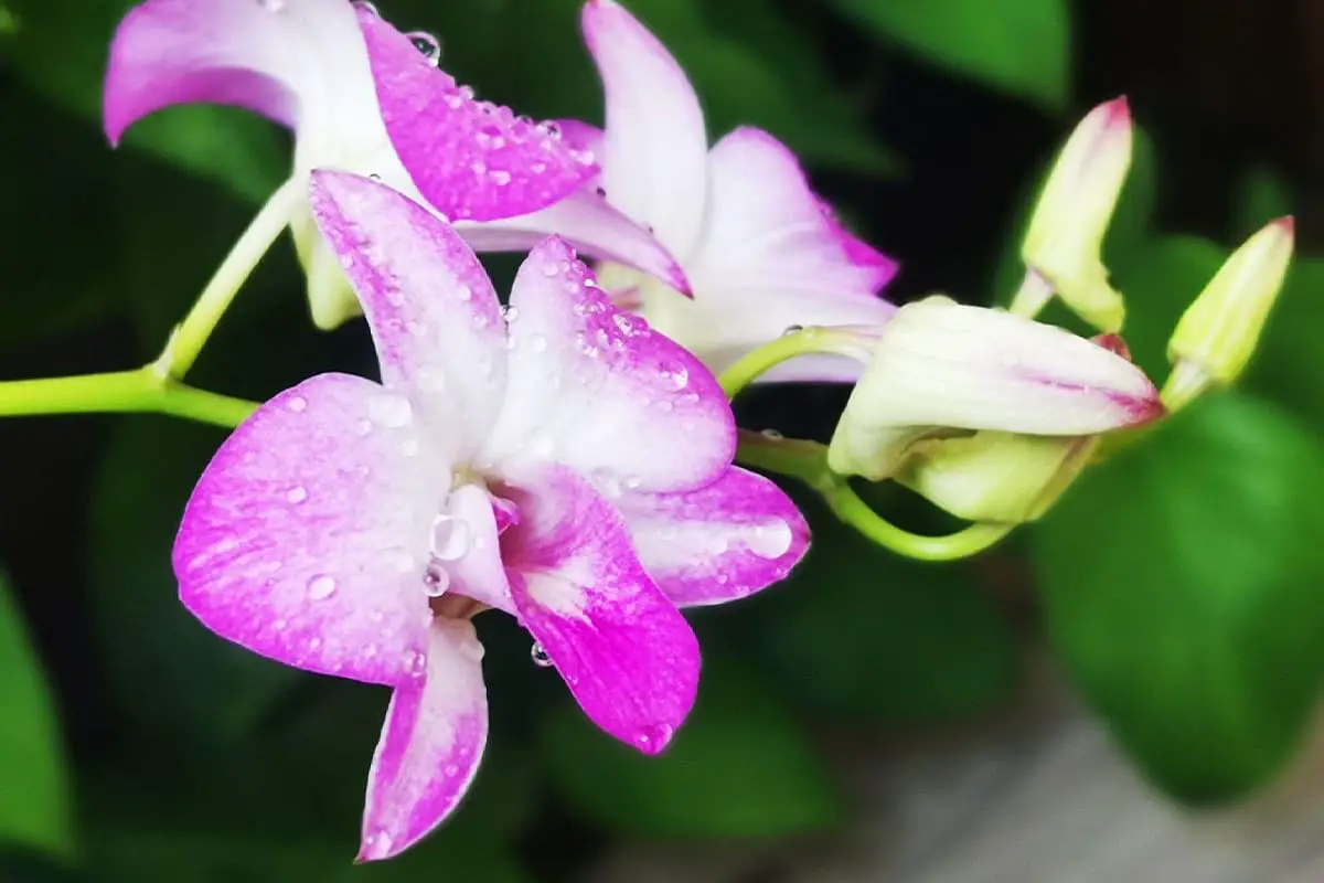 Dendrobium nobile