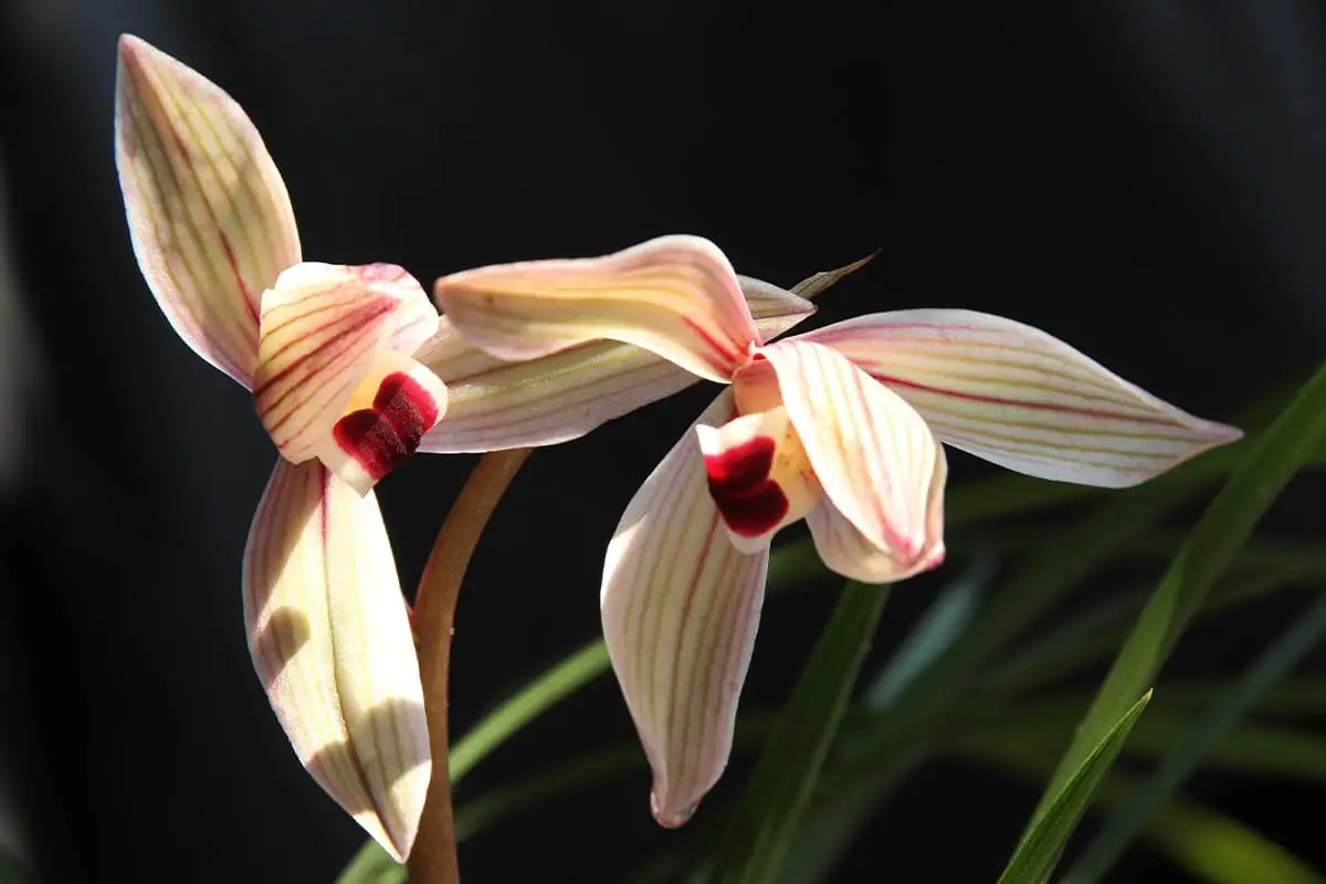 Cymbidium tortisepalum Fukuyama