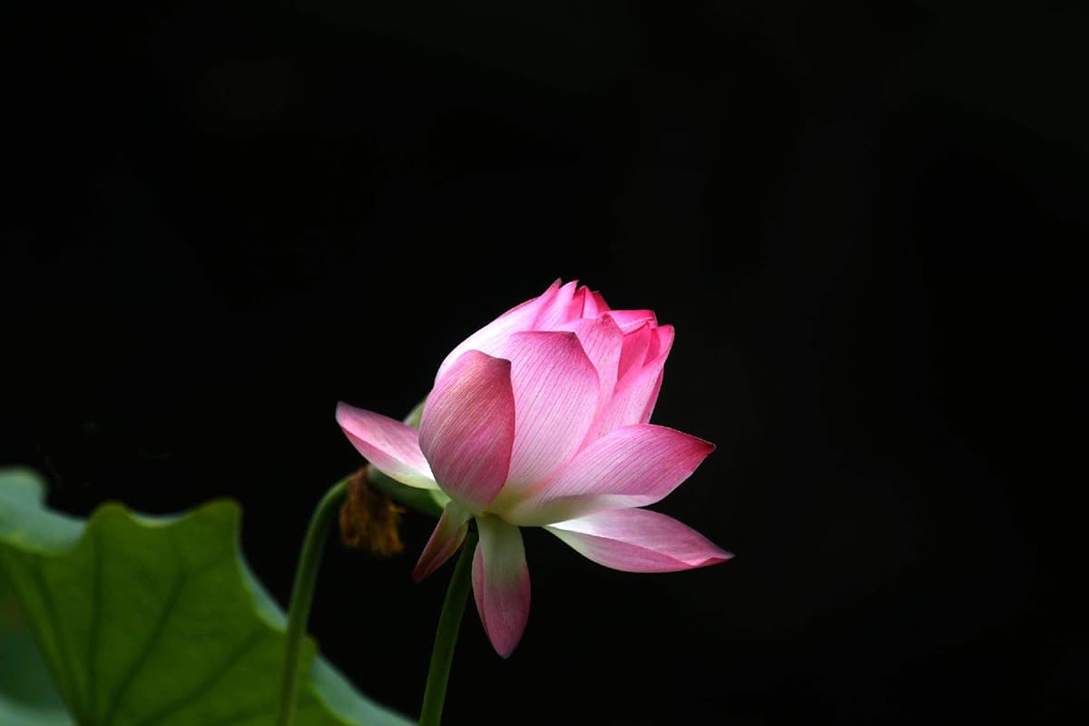 Nelumbo Nucifera