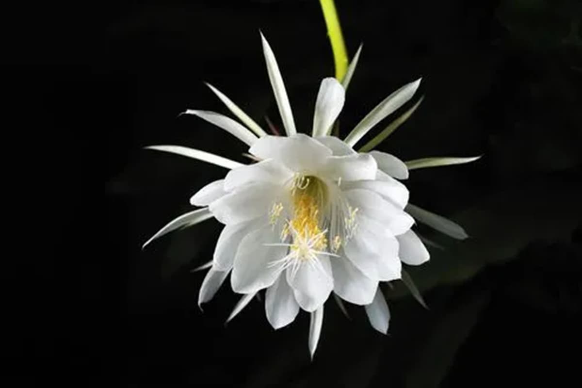 Epiphyllum Oxypetalum