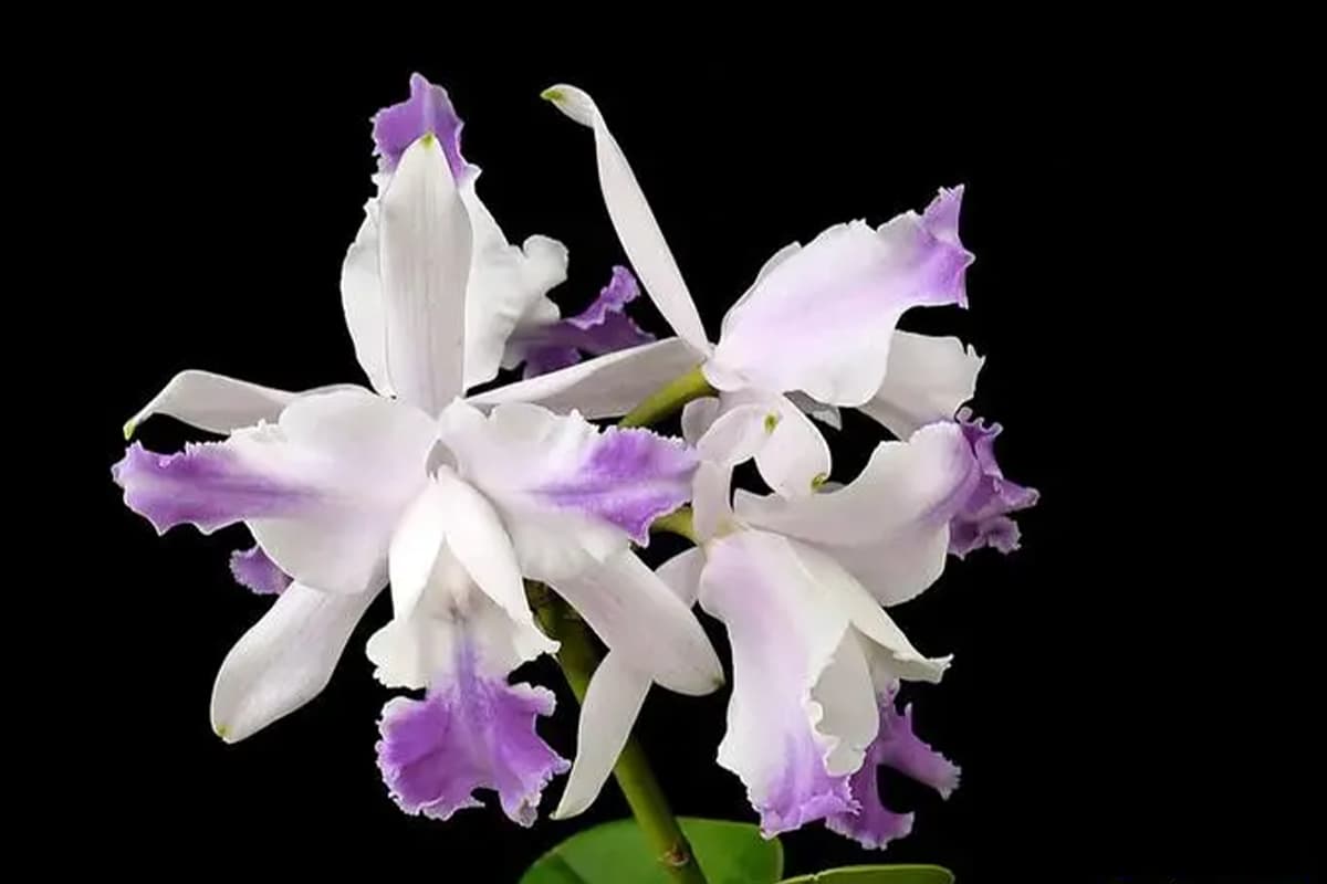 Cattleya hybrida