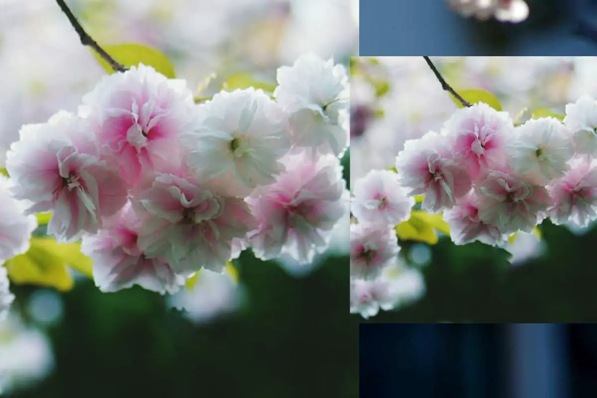 Prunus lannesiana 'alborosea'
