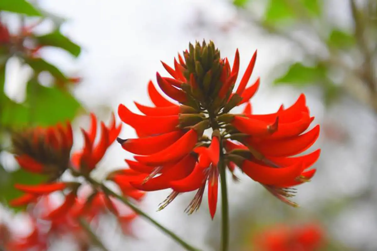 Erythrina variegata