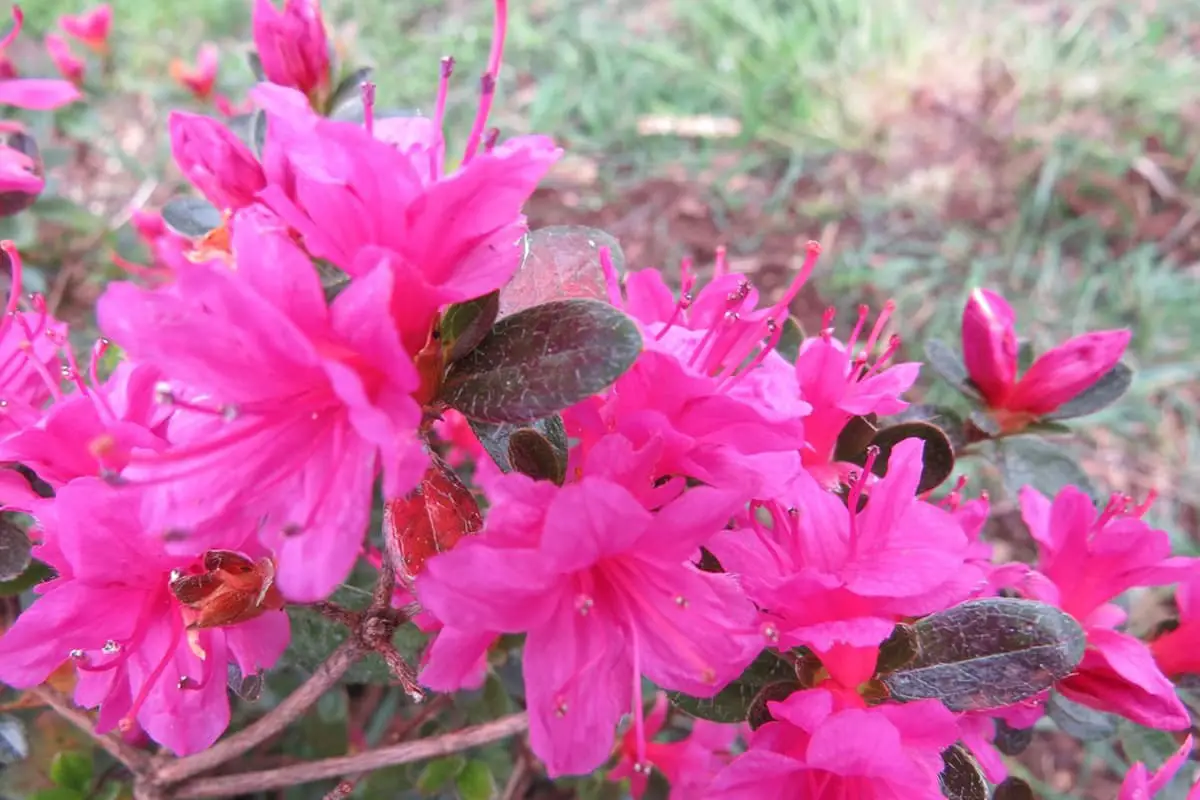 Rhododendron obtusum