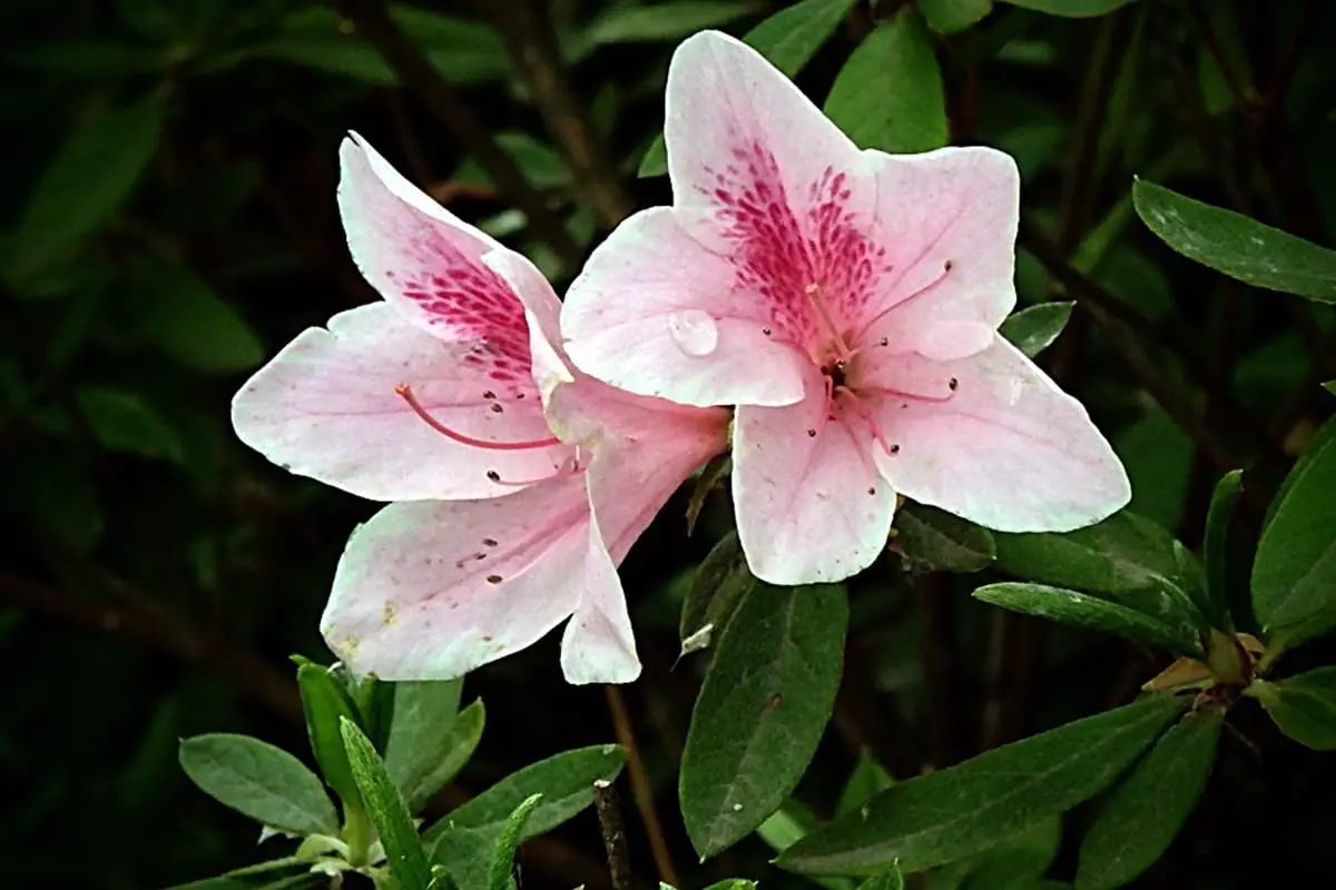 Rhododendron pulchrum