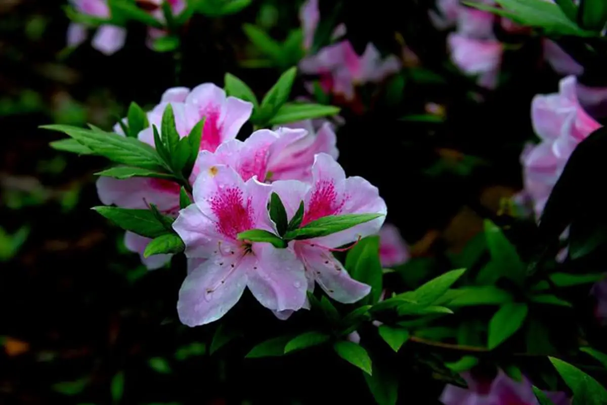 Rhododendron mucronulatum