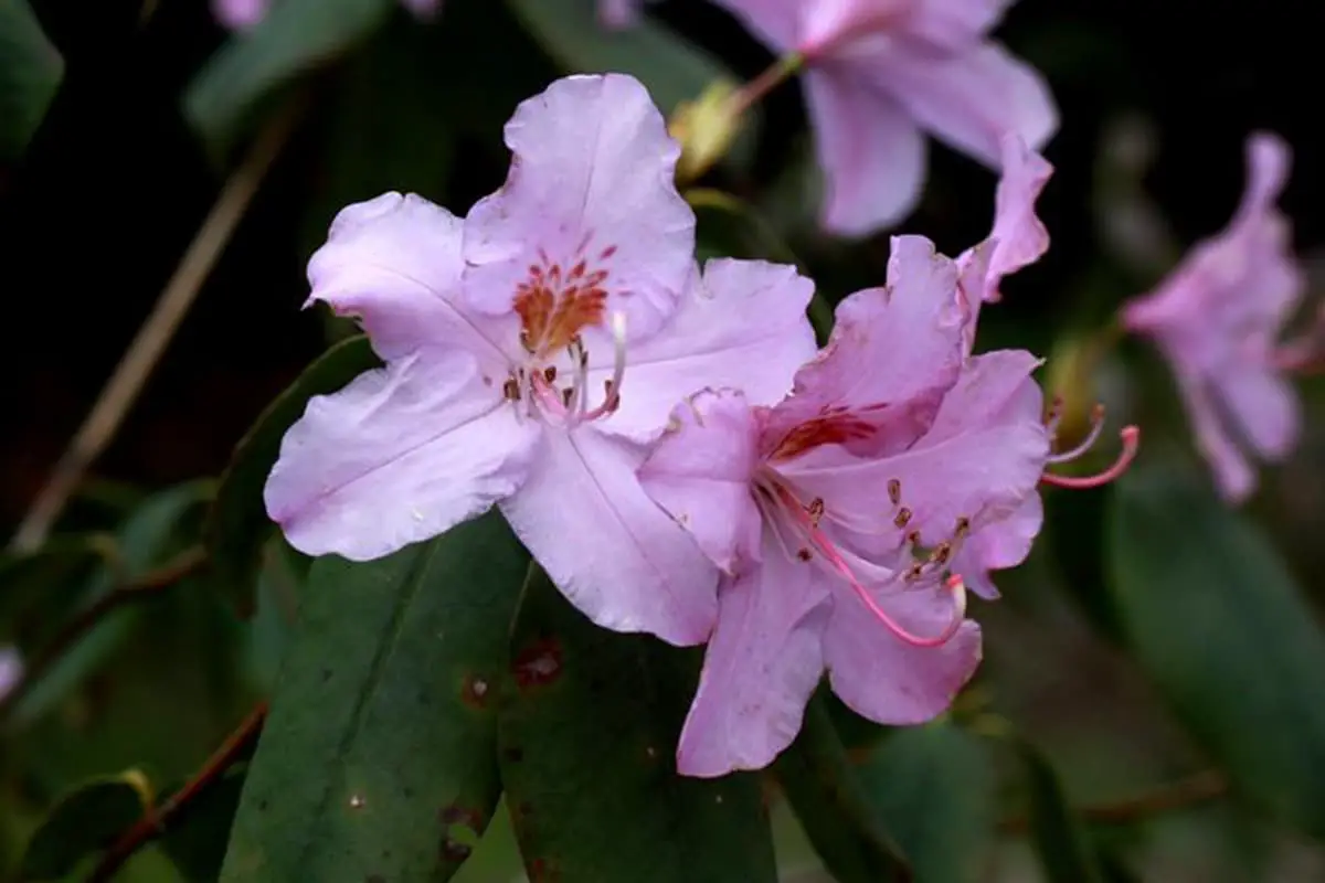Rhododendron latoucheae