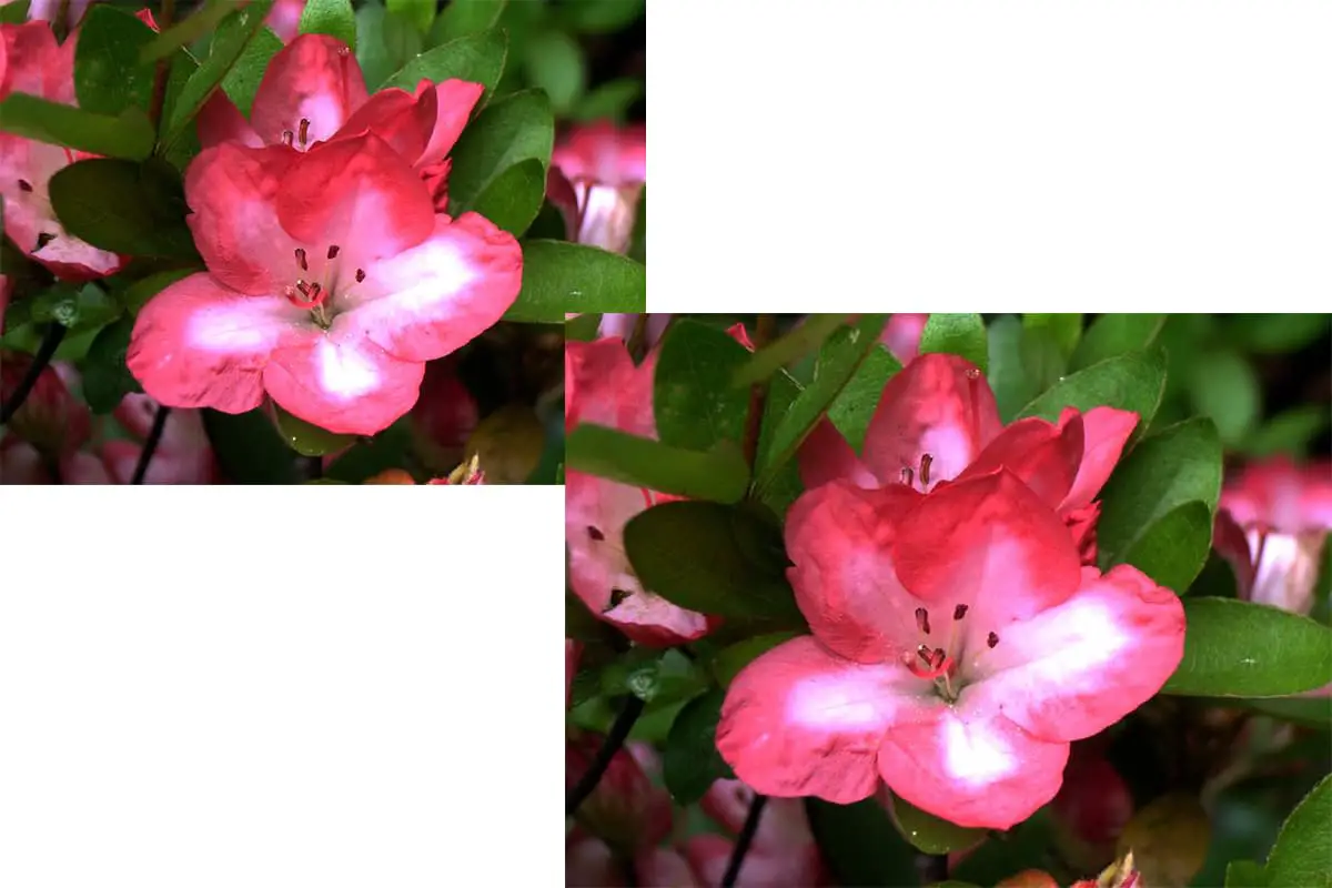 Rhododendron indicum