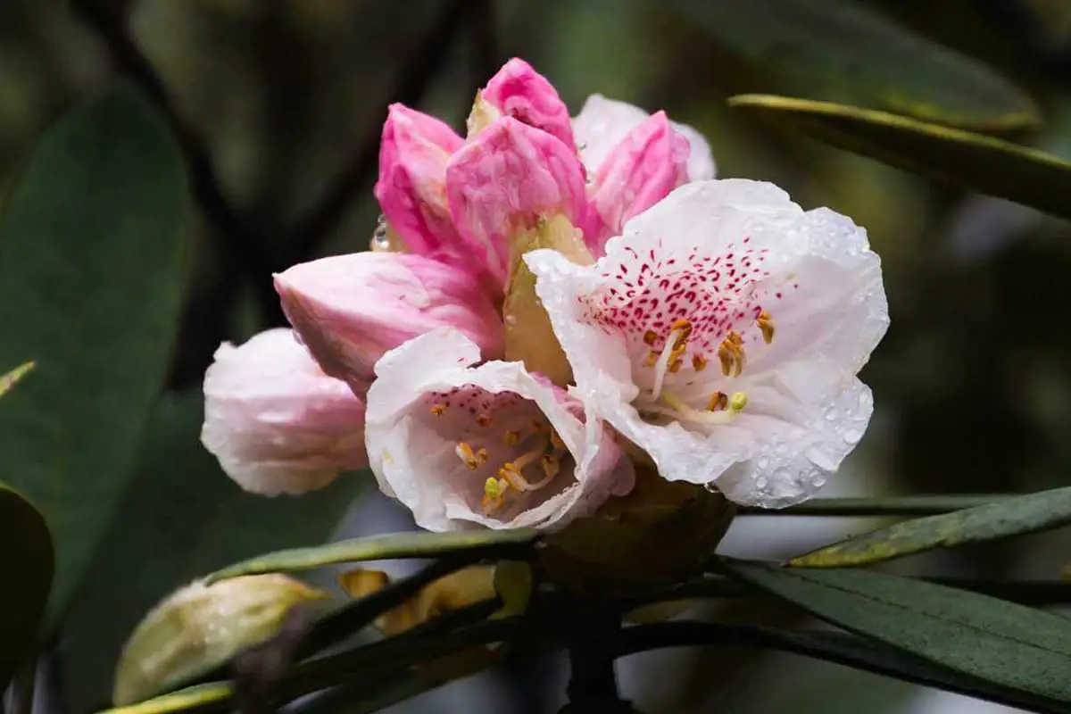 Rhododendron simiarum