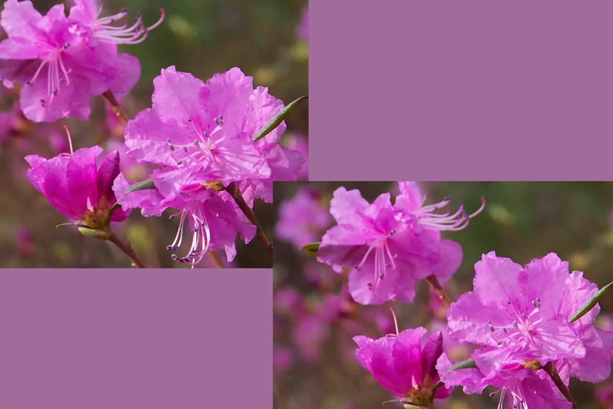Rhododendron dauricum