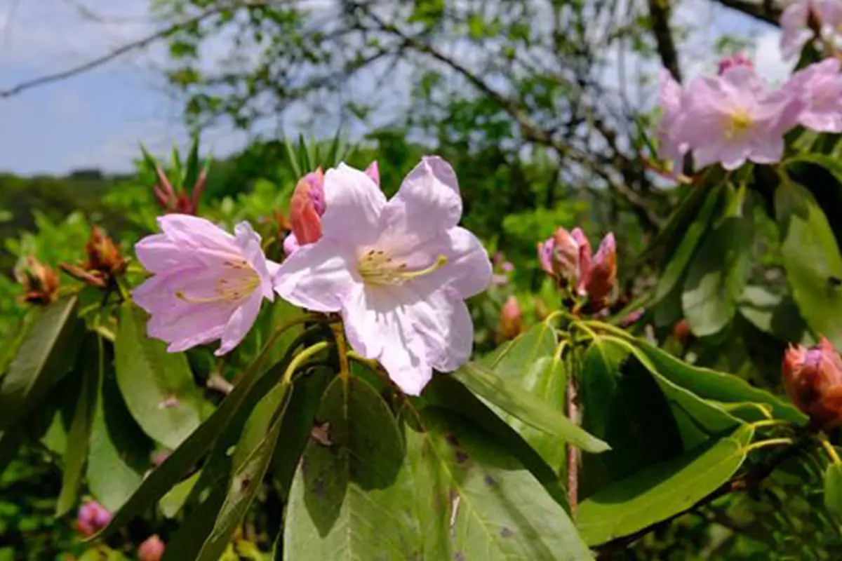 Rhododendron fortunei