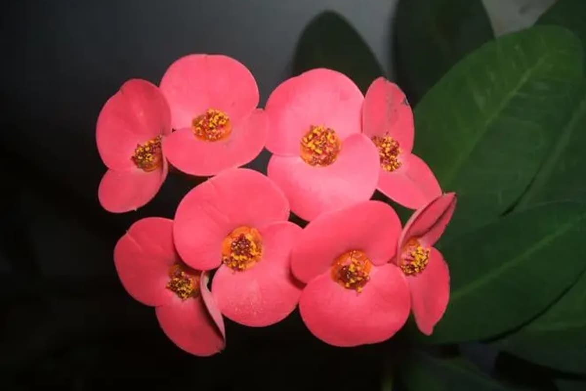 Euphorbia Milii