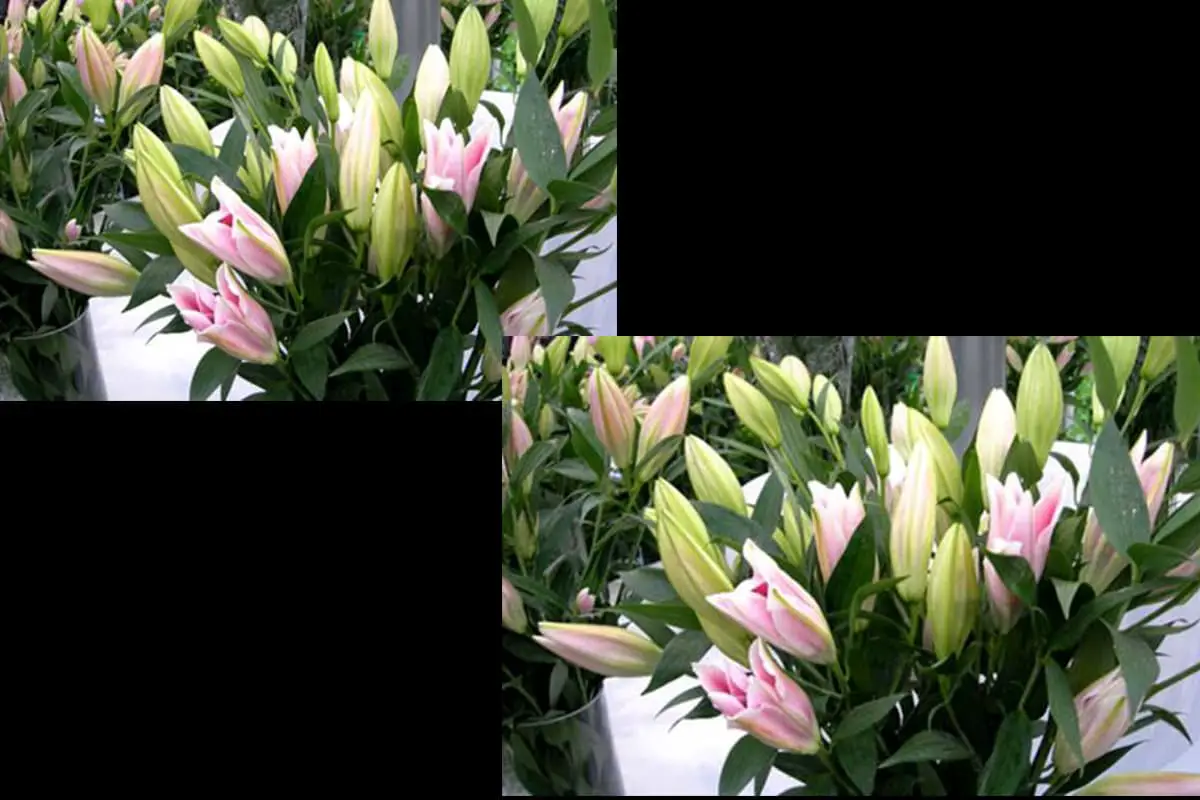 双店百合花