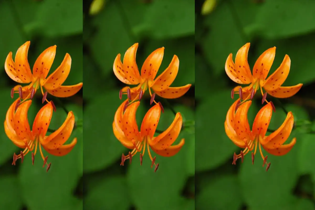 Lilium distichum Nakai