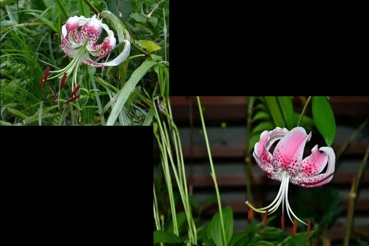 Lelie speciosum