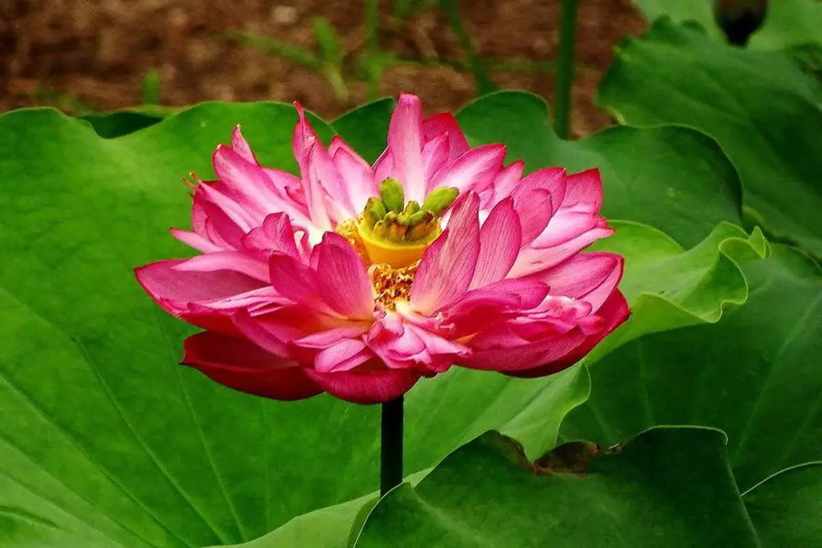 Nelumbo nucifera 'Hong Taiyang' (Nelumbo nucifera 'Hong Taiyang')