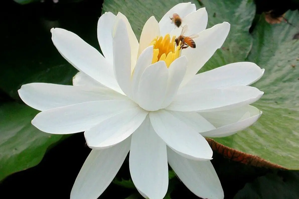 Nelumbo nucifera “Snow White Princess”