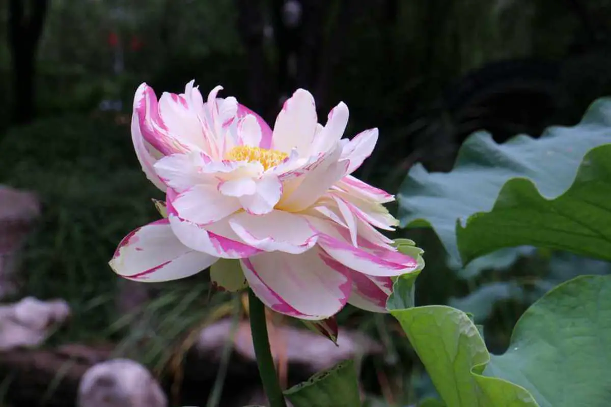 Nelumbo nucifera 'Big versicolor'