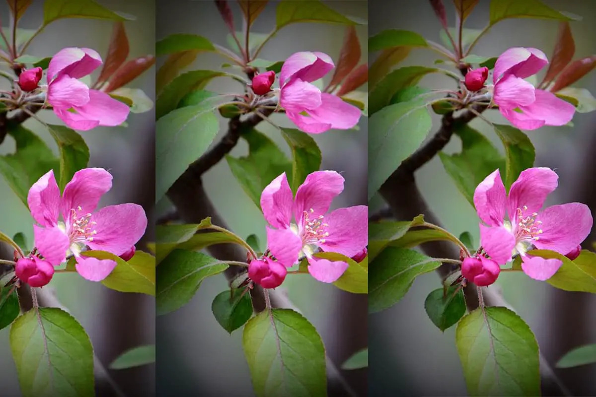 Malus 'Sparkler’
