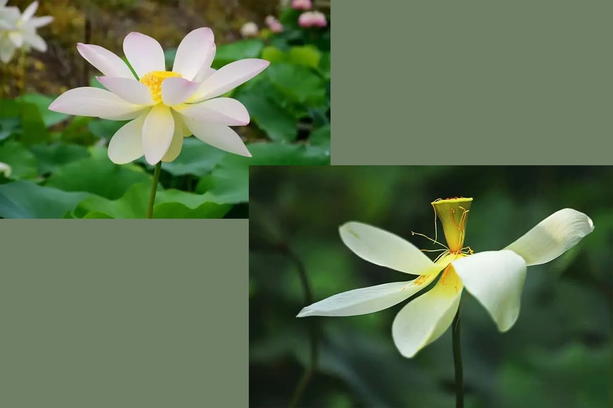Nelumbo nucifera 'Wu Fei Lian'
