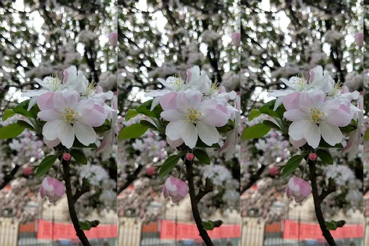 Malus spectabilis
