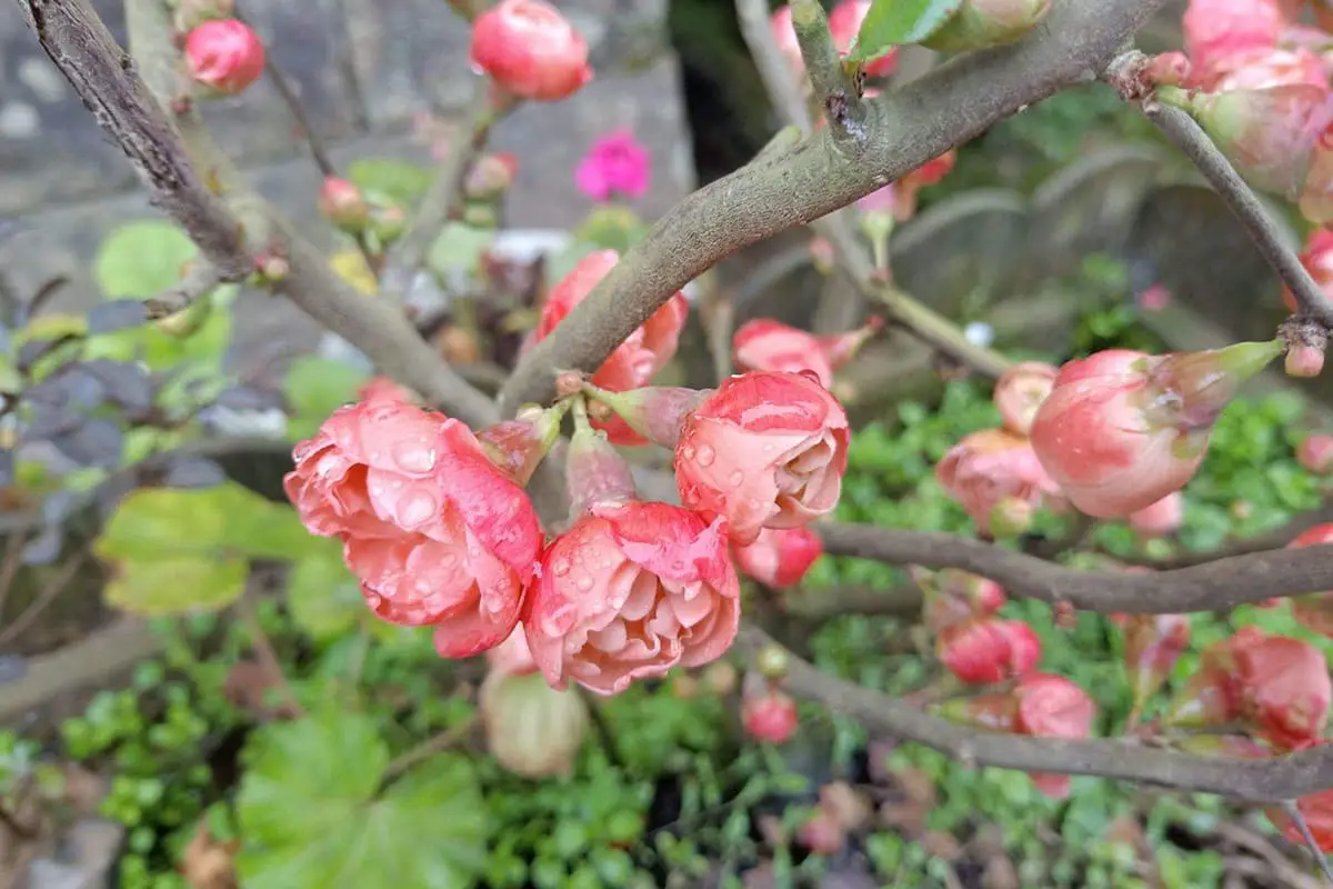 Chaenomeles japonica